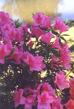 azaleas6.jpg